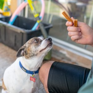 Toothsticks - Chicken Dental Sticks for Dogs