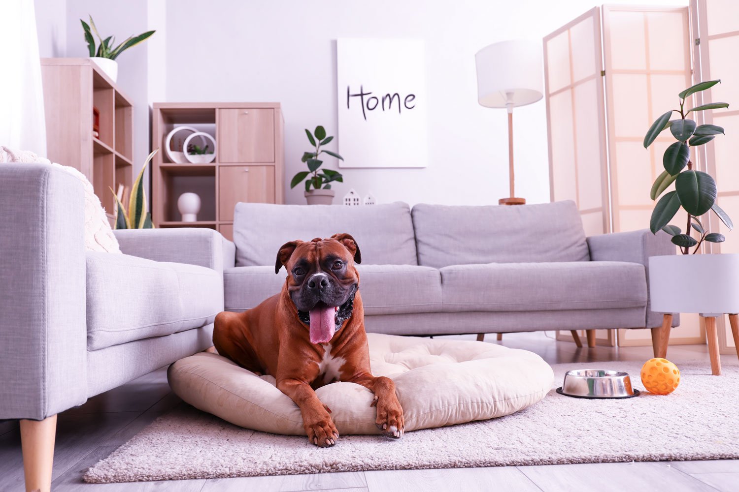 MARGA ACEV | How to Prepare for a New Dog in Your Home MARGA ACEV | How to Prepare for a New Dog in Your Home